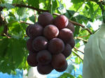 DSCF0326.JPG
