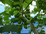 DSCF0718.JPG