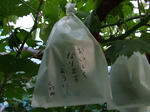 DSCF0742.JPG