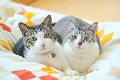 cat007.1.jpg