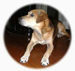 rudy