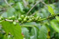 coffe-midori.jpg