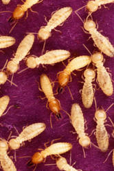 250px-Coptotermes_formosanus_shiraki_USGov_k8204-7.jpg