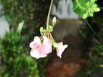 IMG_4199.jpg