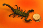 3scorpion1.jpg
