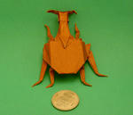 24attelabidae1.jpg