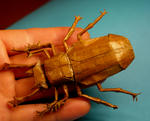 phalacrognathus1.jpg