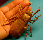 phalacrognathus2.jpg