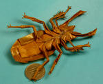 phalacrognathus3.jpg