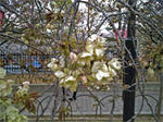 桜。