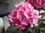 紫陽花。