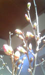 Image1997.jpg