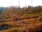 486dc94f.jpg
