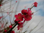 ume.JPG