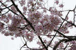 sakura.JPG