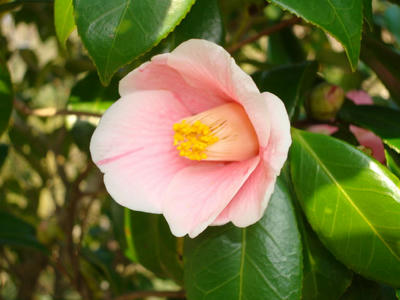 DSC00853.JPG