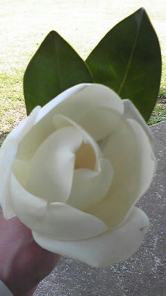 090706_123235.jpg