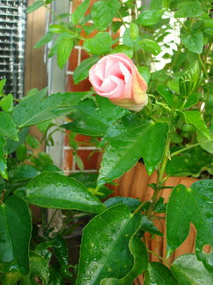 6a581e08.JPG