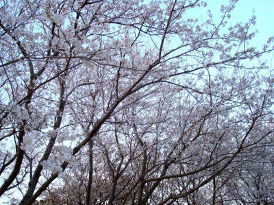 DSC08368.JPG