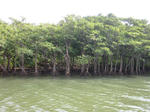 Iriomote-2.JPG