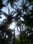 Ishigaki-3.JPG
