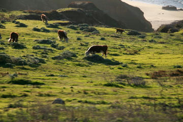 IMG_2729.jpg