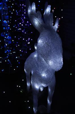 DSC00138.jpg