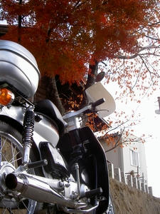 紅葉MAX
