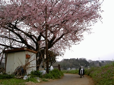 桜