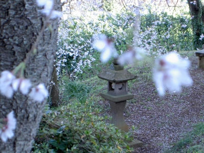 しだれ桜