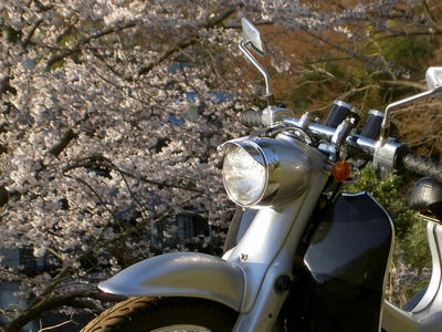 カブロウ　X　桜