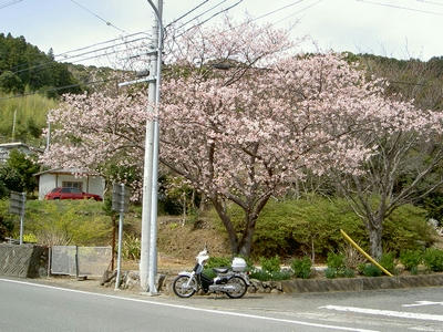 河津桜