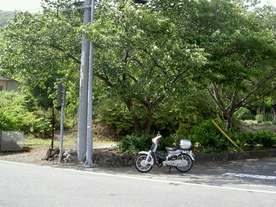 河津桜