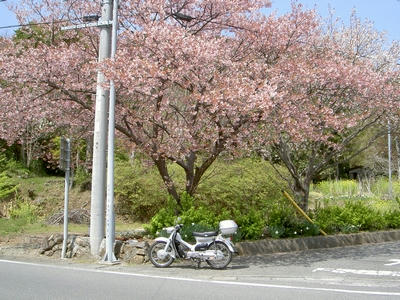 河津桜