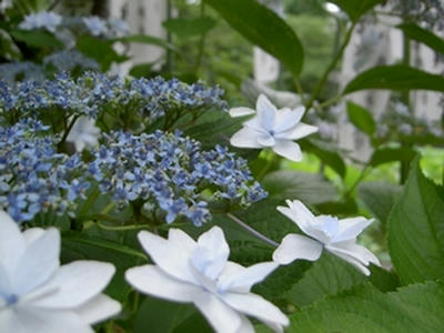 隅田の花火