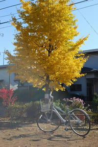 20081119