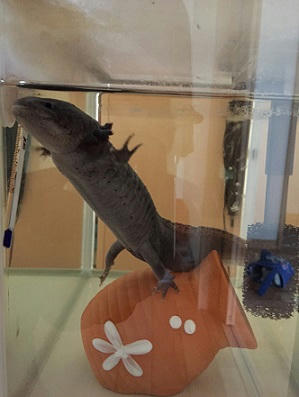 大きくなったなぁ