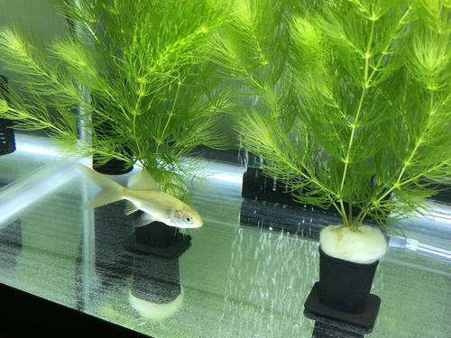 金魚じゃないよ