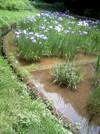 1_109014425.jpg