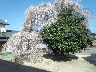 IMG_20130322_144203.jpg