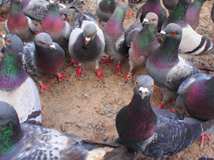 hato.jpg