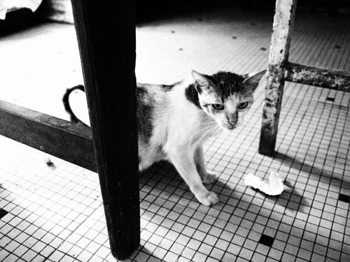 neko2.jpg