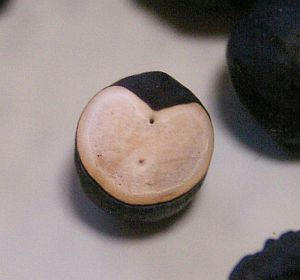 PICT1752.jpg