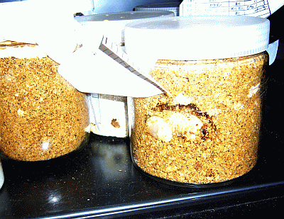 P1010780.gif