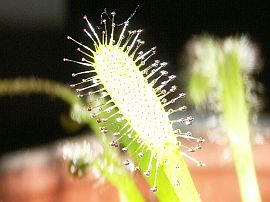 PICT2918.jpg