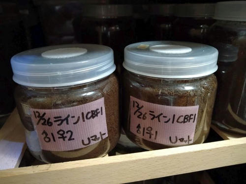グラコフ　幼虫