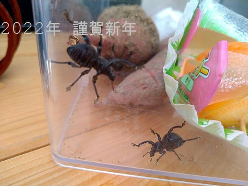 クロカタゾウムシ