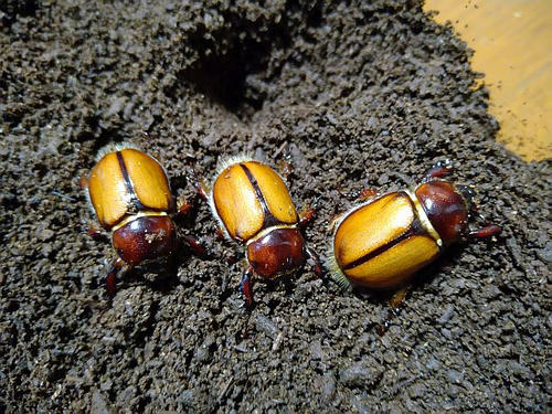 フンボルトヒナカブト