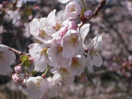 DSCN1263.jpg
