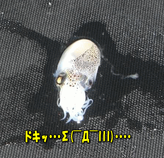 03031.gif